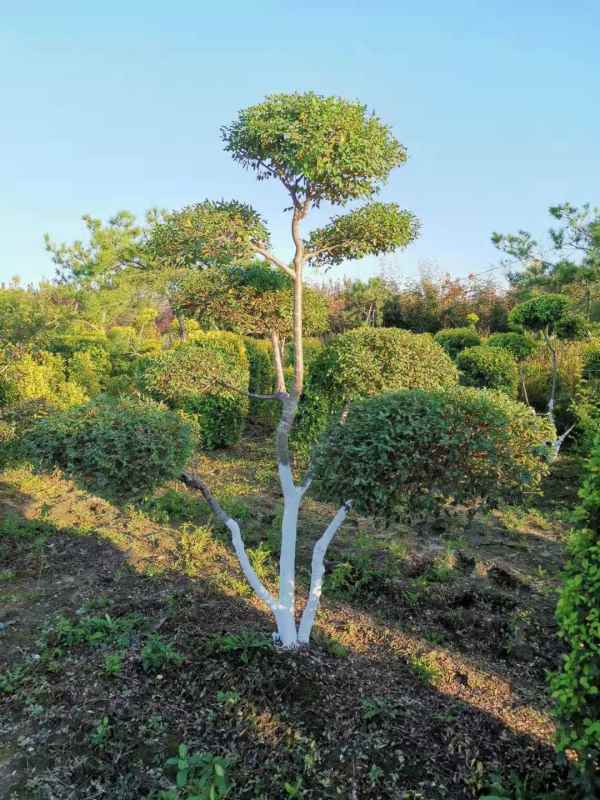 1733975141706007.jpg mmexport1634193342291.jpg