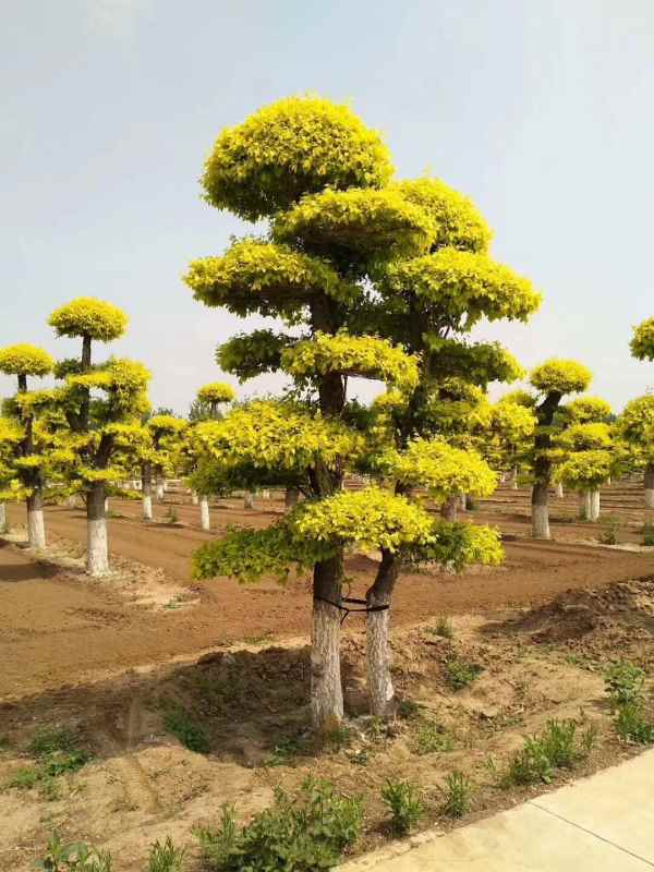 1733975230493781.jpg mmexport1525689334923.jpg