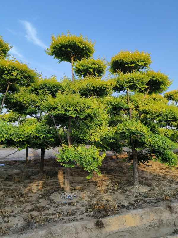 1733987714432847.jpg IMG_20230605_183938.jpg