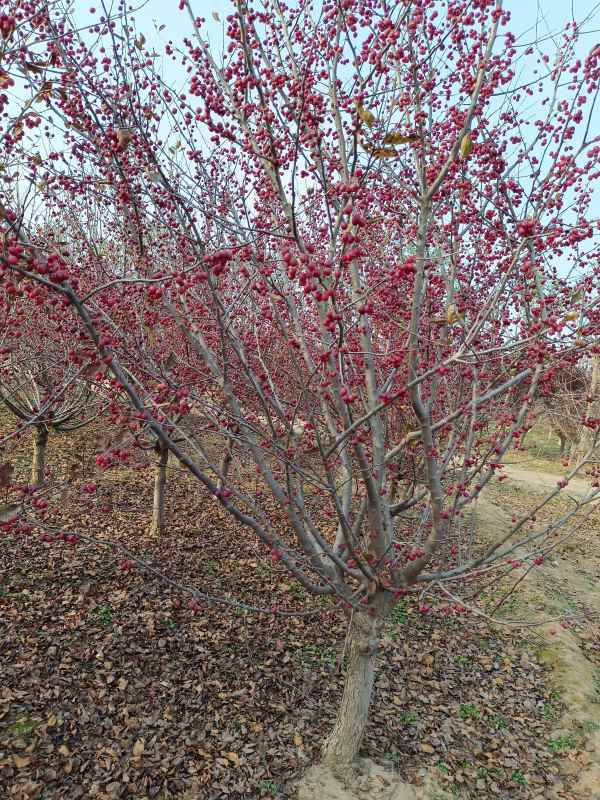 1734327514609411.jpg IMG_20211025_153503.jpg