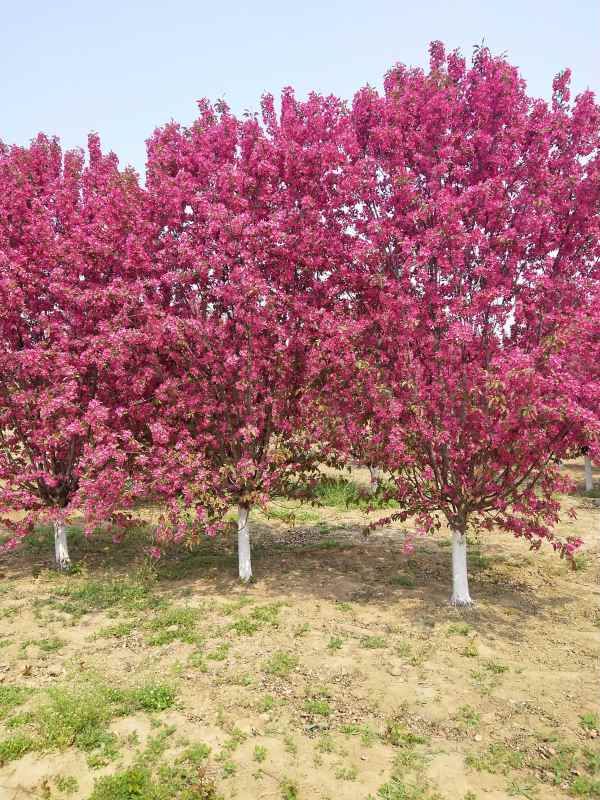 1734328441218611.jpg IMG_20210410_105347.jpg