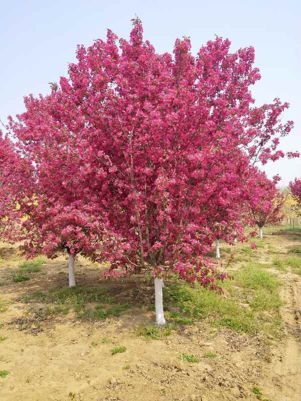 1734329107762142.jpg IMG_20210410_105327.jpg