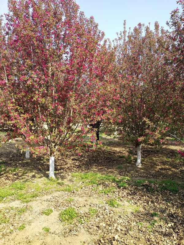 1734329407148112.jpg IMG_20210407_095425.jpg