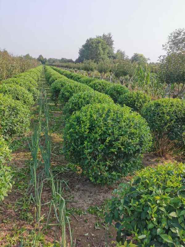 1734570986590357.jpg mmexport1635226989789.jpg