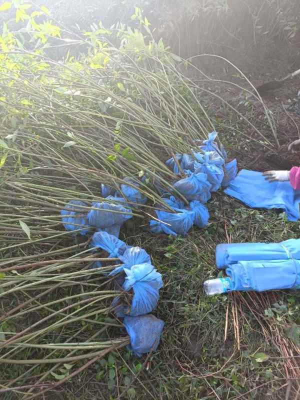 1734572287522415.jpg mmexport1635226852643.jpg