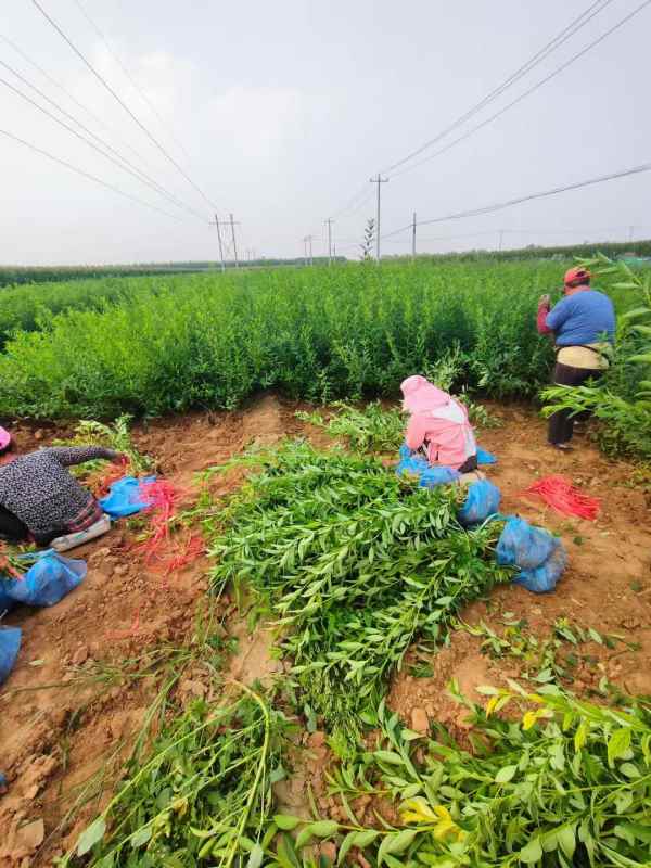 1734572723369271.jpg mmexport1635226827691.jpg