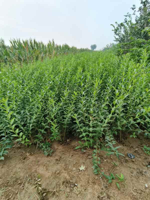 1734572870850099.jpg IMG_20230925_083902.jpg