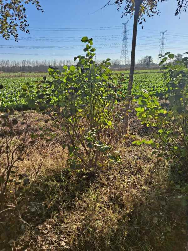 1734675789685361.jpg mmexport1635480474087.jpg