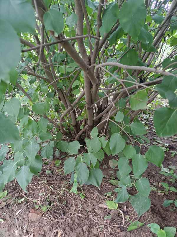 1734676034844496.jpg IMG_20220818_140755.jpg