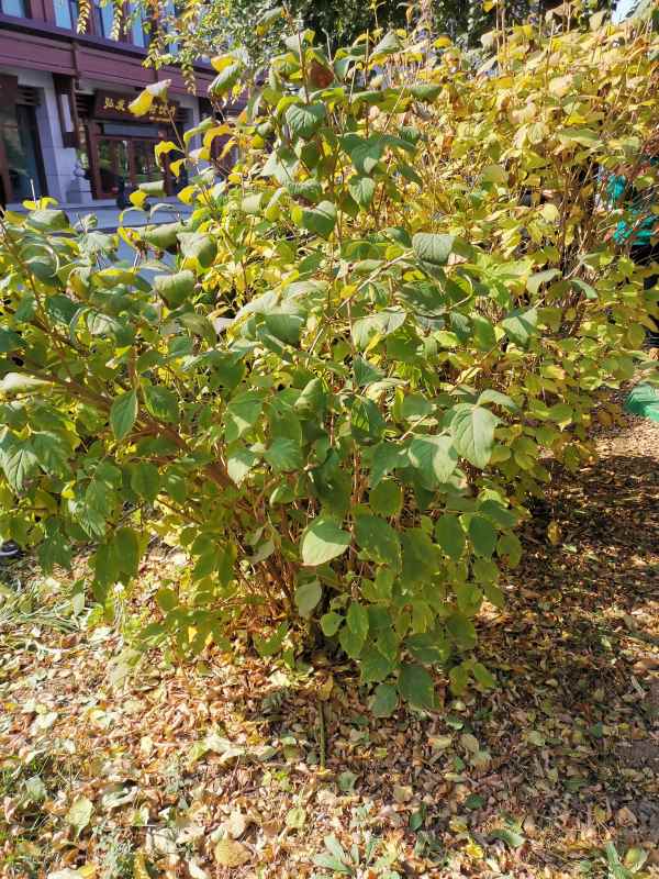 1734677491434665.jpg IMG_20231108_112553.jpg