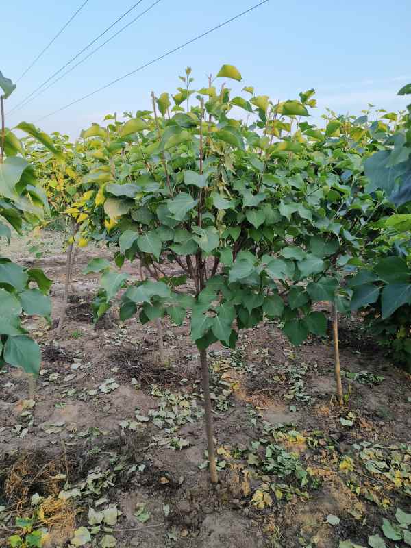 1734678458137871.jpg IMG_20230605_184859.jpg