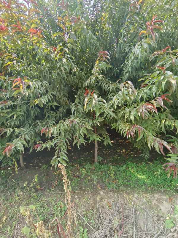 1734761854461746.jpg IMG_20230831_131431.jpg