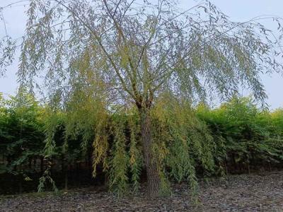 金絲垂柳在園林綠化中自然與藝術(shù)的雙重體現(xiàn)_最新苗木行情價(jià)格免費(fèi)報(bào)價(jià)