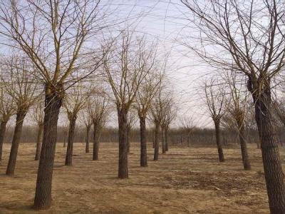 金絲垂柳為城市園林中的璀璨明珠，彰顯其獨(dú)特價(jià)值_最新苗木行情價(jià)格免費(fèi)報(bào)價(jià)