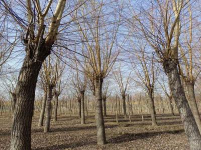 金絲垂柳生長(zhǎng)環(huán)境監(jiān)測(cè)與調(diào)控_最新苗木行情價(jià)格免費(fèi)報(bào)價(jià)