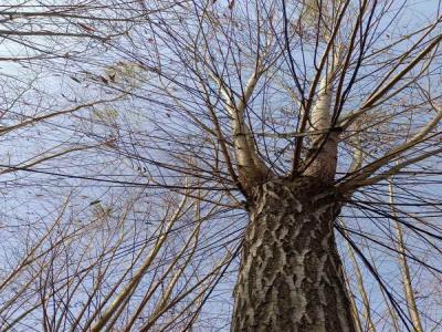 金絲垂柳營(yíng)養(yǎng)診斷與施肥優(yōu)化_最新苗木行情價(jià)格免費(fèi)報(bào)價(jià)