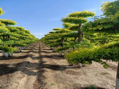 造型金葉榆:種植、修剪與景觀設(shè)計(jì)_提供免費(fèi)苗木報(bào)價