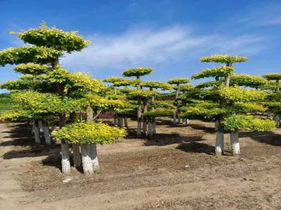 造型金葉榆在城市綠化中的應(yīng)用與種植策略_提供免費(fèi)苗木報(bào)價