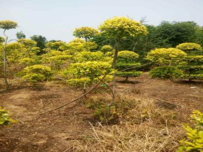 造型金葉榆:從選種到養(yǎng)護(hù)的全過程_提供免費(fèi)苗木報(bào)價