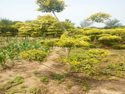 造型金葉榆的種植技巧與病蟲害防治_提供免費(fèi)苗木報(bào)價