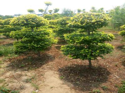 打造美麗景觀:造型金葉榆的種植指南_提供免費(fèi)苗木報(bào)價