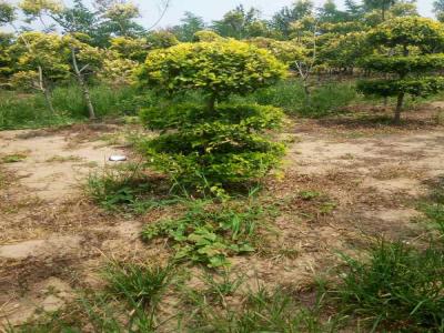 造型金葉榆的種植與養(yǎng)護(hù)技術(shù)_提供免費(fèi)苗木報(bào)價