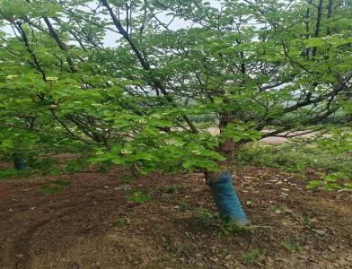 普及12公分垂柳種植需要注意點(diǎn)什么呢！