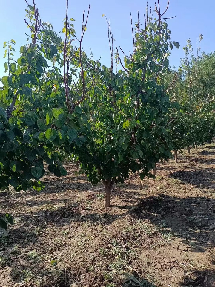 1752126077348266.jpeg 1750404851632719.jpeg