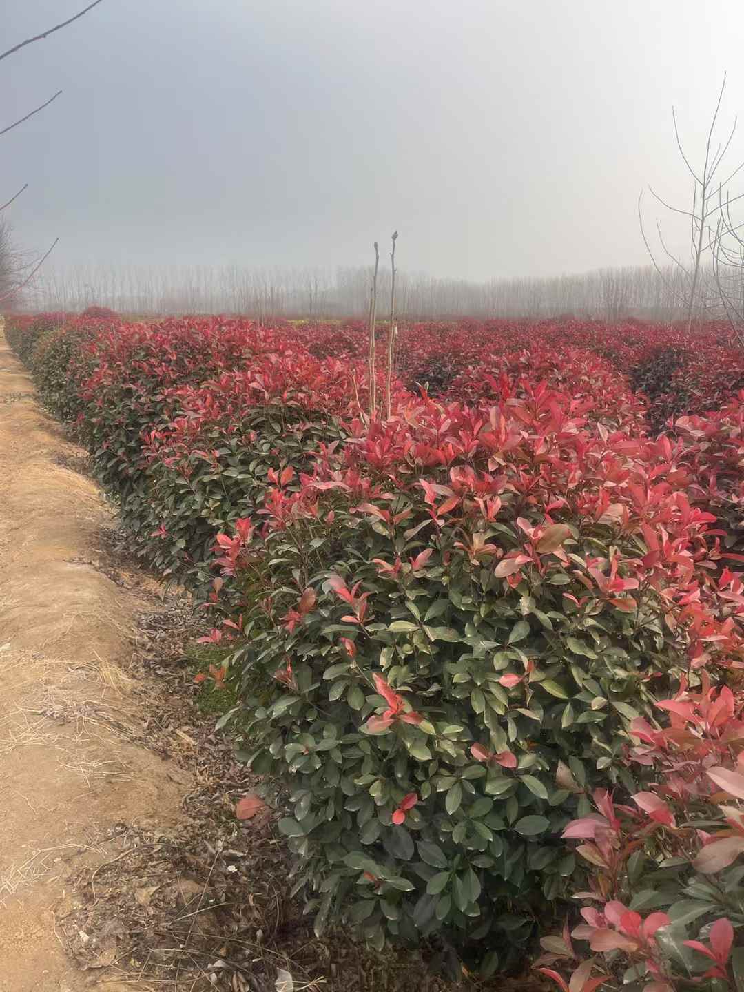 1754966772698682.jpg 1750402554490535.jpg