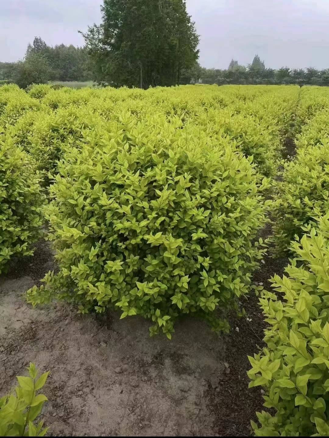 1754966845792593.jpg 1750402315119976.jpg