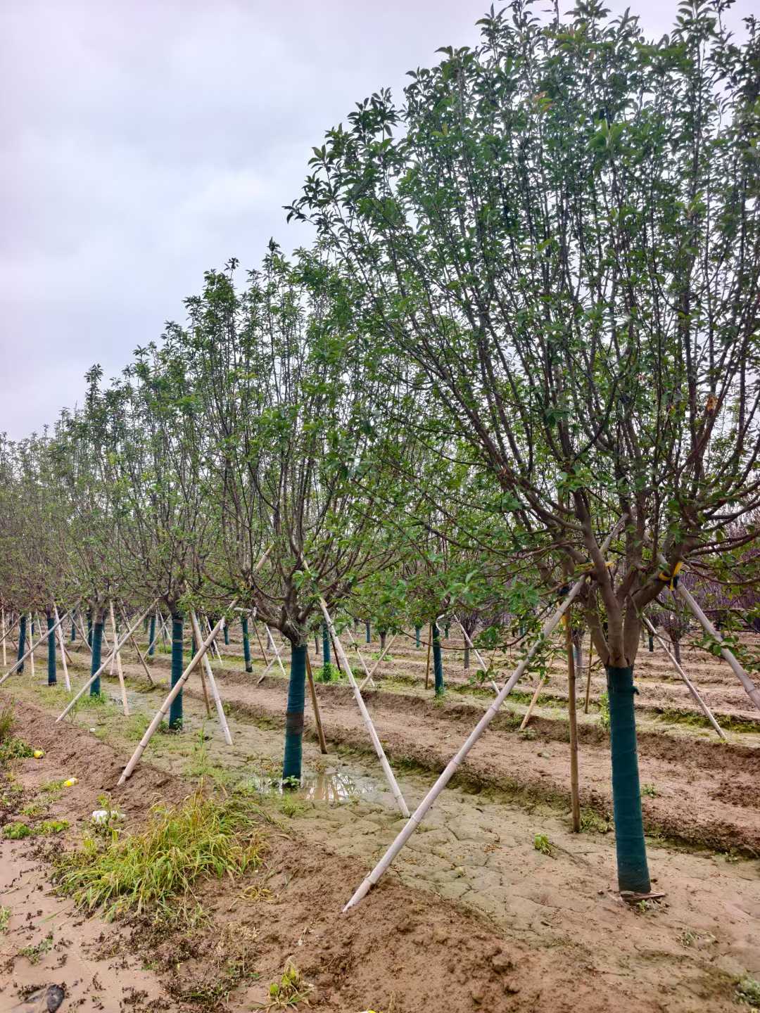 1755305059399288.jpg 1750402035540759.jpg