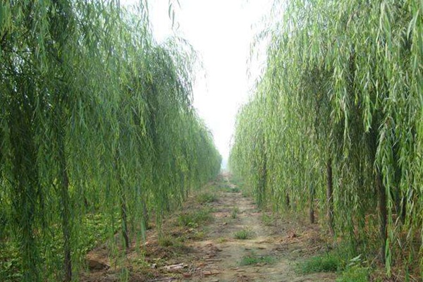 1758071149377929.jpg 1750661591976299.jpg